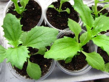 Выращивание мимулюса из семян