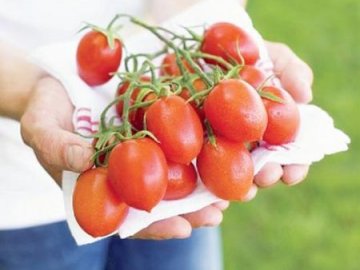 Лучшие сорта томатов для разведения