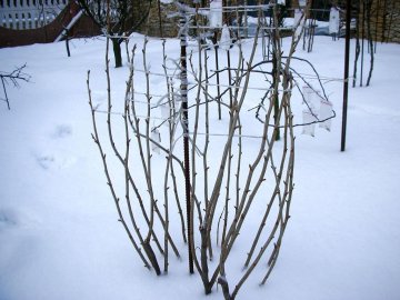 Подготовка малины к зиме 