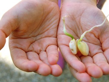 Выращивание фасоли лима