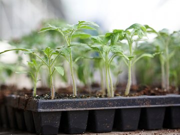 Выращивание рассады томата Хлебосольного