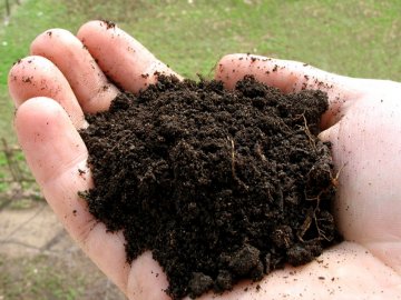 Выбор места и почвы для выращивания