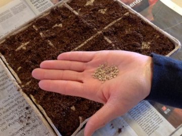 Как правильно сеять семена на рассаду?