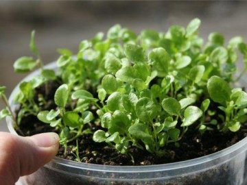 Выращивание лобелии с помощью семян