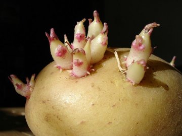Размножение картофеля 