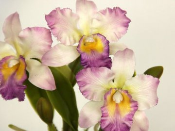 Орхидея каттлея 