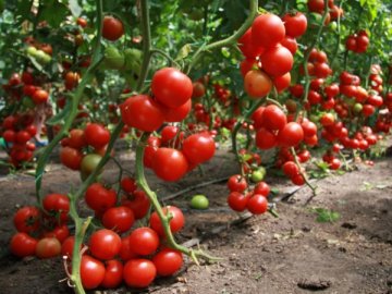 Особенности выращивания томатов