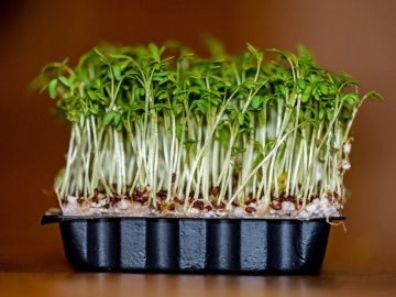 Особенности выращивание кресс-салата