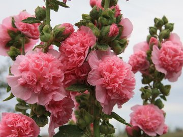 Шток розы – высокорослые многолетние цветы   