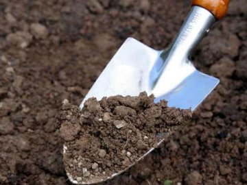 Высокая кислотность почвы: как ее понизить