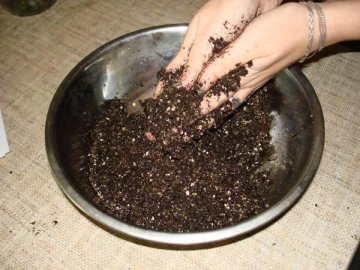Почва для фиалки: какая должна быть?