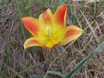 цикл роста тюльпана шренка и условия цветения 