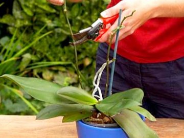 Пересадка орхидеи 