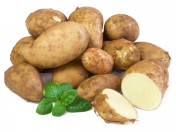 Сорт картофеля "Белорусский-3" 