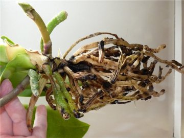 Почему сохнут корни у растения?