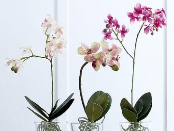 Стеклянные горшки для орхидеи