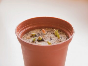 Кактусы из семян