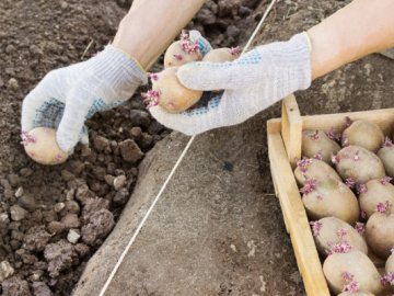 Правила посадки картофеля 