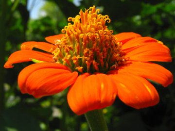 цветок Титония