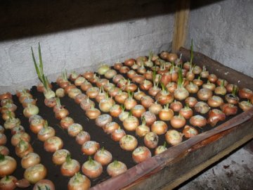 Выращивание лука в подвале