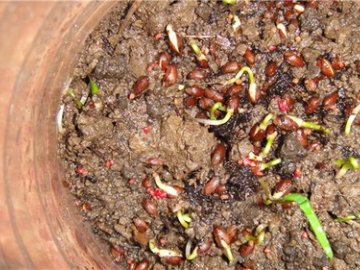 Выращивание туи из семян