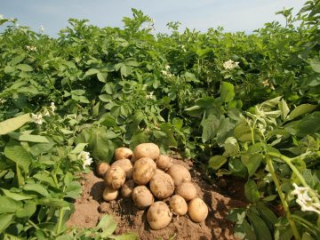 урожайность картофеля с 1 гектара