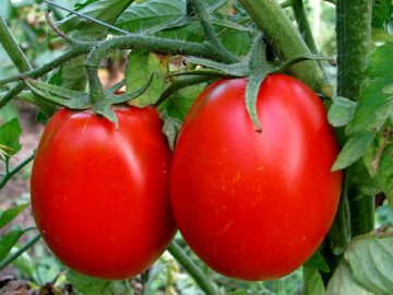Чем подкормить помидоры