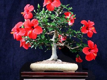 китайская роза гибискус