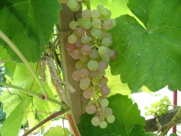 морозоустойчивые сорта винограда 