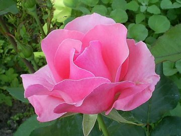 Роза Queen Elizabeth