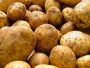 урожайные сорта картофеля