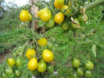 томат вишня желтая