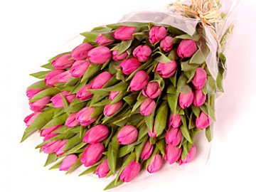 розовые тюльпаны на фото