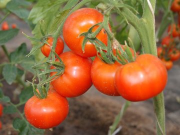 ранние сорта томат