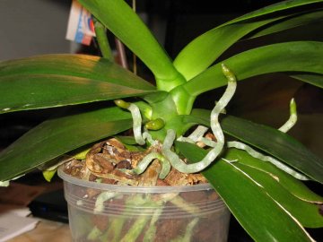 Воздушные корни у орхидеи