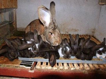 Когда отсаживать крольчат от крольчихи