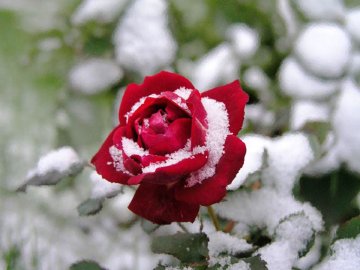 Роза в снегу