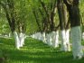 Беленые деревья