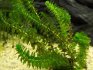 водоросли для аквариума, элодея