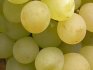 Как размножить виноград черенками