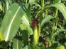 технология выращивания кукурузы