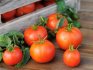 Как правильно выбрать, заготавливать и хранить томаты