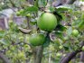 Правила выращивания и ухода за яблонями зеленых сортов