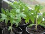 Советы по выращиванию рассады овоща