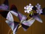 Цветок кислица: посадка, пересадка и уход в домашних условиях