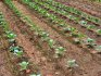 Посадка семян брокколи в открытый грунт