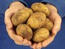 Как выбрать сорт картофеля 