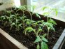 Условия выращивания рассады: температура, влажность и освещение