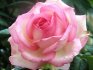 Что такое корнесобственные розы и в чем их преимущества