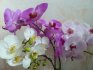 Советы цветоводу: как правильно ухаживать за орхидеями